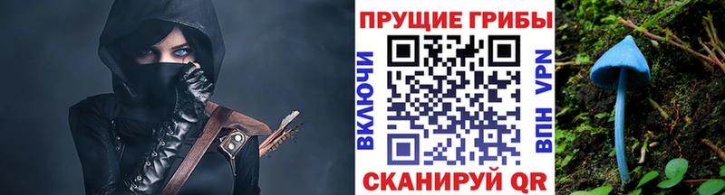 Псилоцибиновые грибы Psilocybe  Белая Холуница 